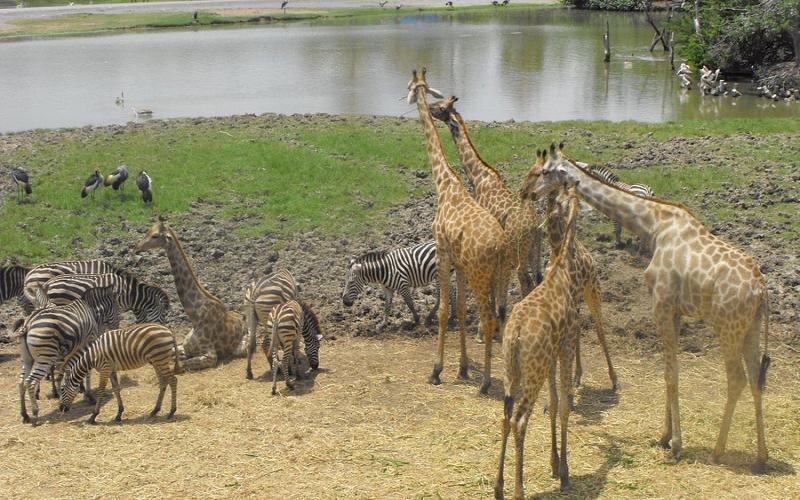 lets-go-thailand-zoo-adventure